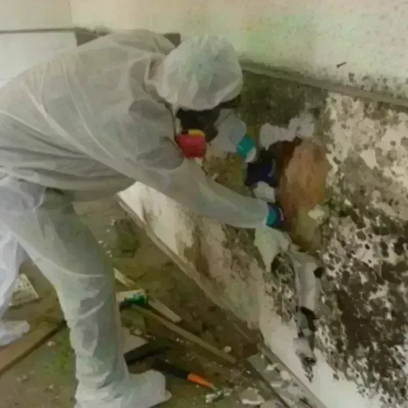 Mold Remediation and Removal in West Wenatchee, WA